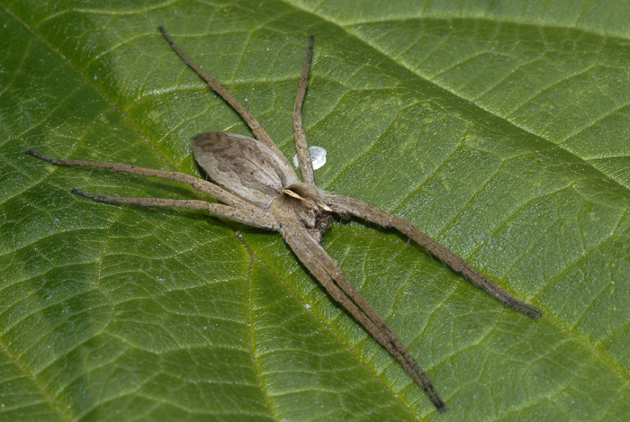 Thomisus onustus; Pisaura sp.